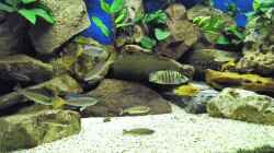 Aquarium Becken 33697