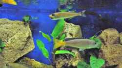 Aquarium Becken 33697