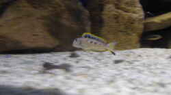 Aquarium Becken 33697