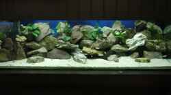Aquarium Becken 33697