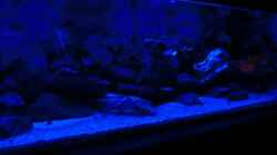 Aquarium Becken 33697