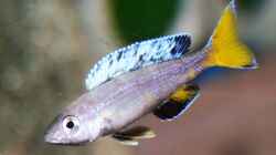 Aquarium Becken 33697