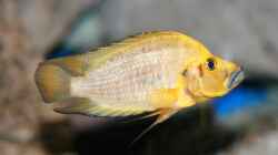 Aquarium Becken 33697