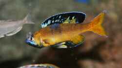 Aquarium Becken 33697