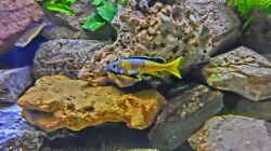 Aquarium Becken 33697