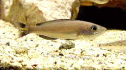 Aquarium Becken 33697