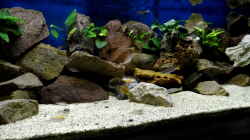 Aquarium Becken 33697