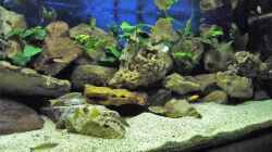 Aquarium Becken 33697