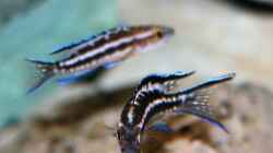 Besatz im Aquarium Becken 33697