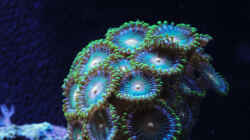 Besatz im Aquarium WG-Riff