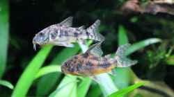 Corydoras paleatus 