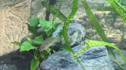 Besatz im Aquarium Becken 33795