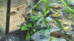 Besatz im Aquarium Becken 33795