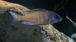 Placidochromis electra superior Mandalawi