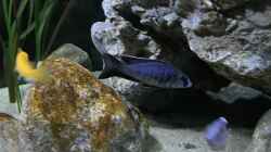 Besatz im Aquarium blue malawi (wurde aufgelöst)