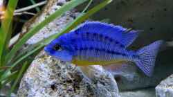 Protomelas fenestratus steveni Eastern