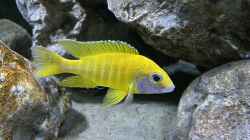 Besatz im Aquarium blue malawi (wurde aufgelöst)