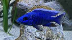 Sciaenochromis fryeri