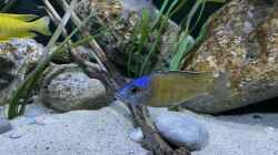 Placidochromis electra superior Mandalawi