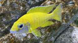 Besatz im Aquarium blue malawi (wurde aufgelöst)