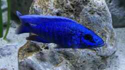 Sciaenochromis fryeri