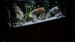 Aquarium blue malawi (wurde aufgelöst)