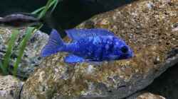 Placidochromis phenochilus Tanzania Lupingu