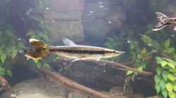 Besatz im Aquarium 4.500l-Becken