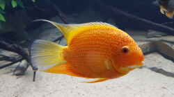 Besatz im Aquarium 4.500l-Becken