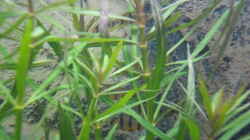 Pogostemon stellatus