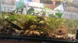 Besatz im Aquarium 33928 feuerbauchmolche