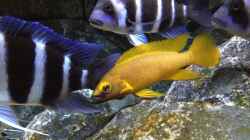 Neolamprologus leleupi