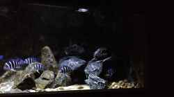 Aquarium right side