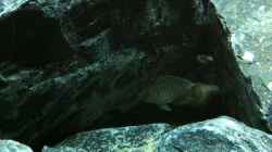 Lamprologus similis