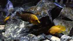 A. compressiceps Gold Head ´Mutondwe´ + N. leleupi