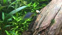 Apistogramma borelli (m)