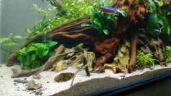 Aquarium Aquascape Jungle Time by Shiro13