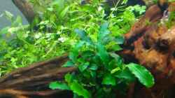 Aquarium Aquascape Jungle Time by Shiro13