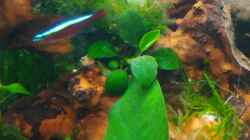 Aquarium Aquascape Jungle Time by Shiro13