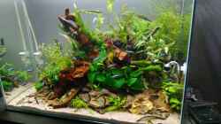 Aquarium Aquascape Jungle Time by Shiro13