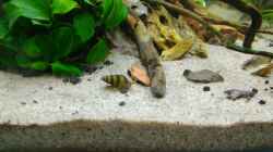 Raubschnecke 