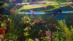 vallisneria Tiger mit fast 1,5 Meter :-) 