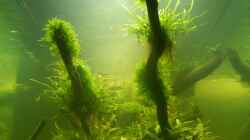 Aquarium Wohnzimmerteiler