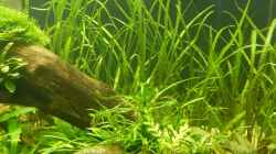 Pflanzen im Aquarium Wohnzimmerteiler