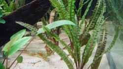 Cryptocoryne balansae