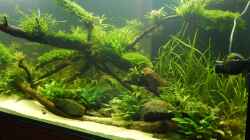 Aquarium Wohnzimmerteiler