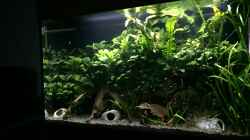 Aquarium Anubiasdickicht