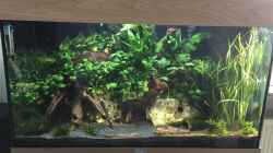 Aquarium Anubiasdickicht