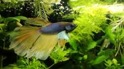 Besatz im Aquarium Becken 34165