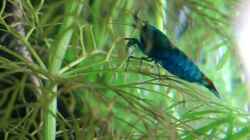 Besatz im Aquarium Becken 34165